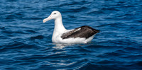 Royal albatross