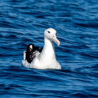 Royal albatross