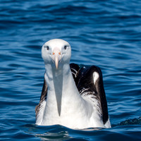 Royal albatross