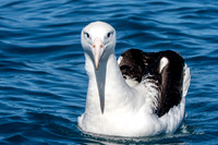Royal albatross