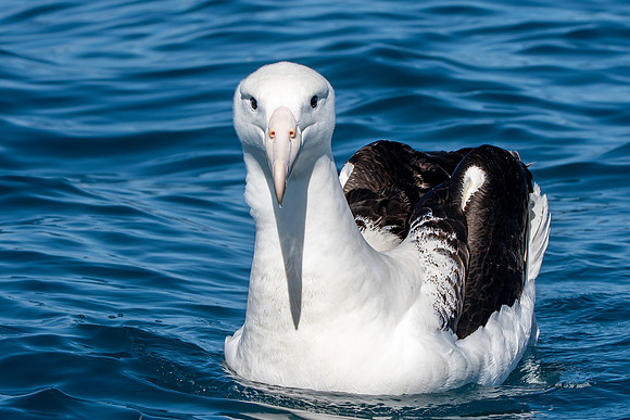 Royal albatross