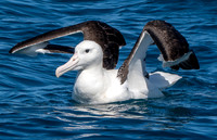 Royal albatross