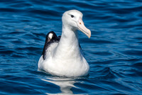 Royal albatross