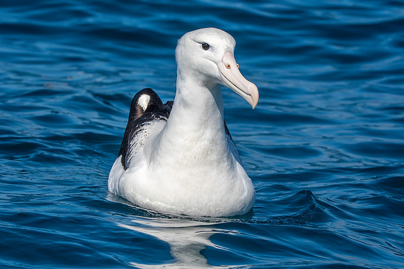 Royal albatross