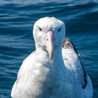 Royal albatross