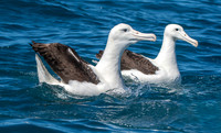 Royal albatross