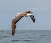Salvin's albatross