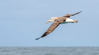 Salvin's albatross