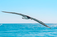 Salvin's albatross