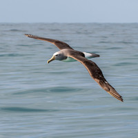 Salvin's albatross