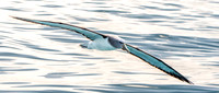 Salvin's albatross