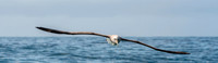 Salvin's albatross