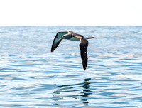 Salvin's albatross