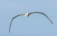 Salvin's albatross