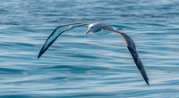 Salvin's albatross
