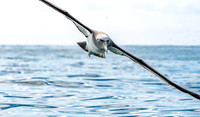 Salvin's albatross
