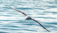 Salvin's albatross
