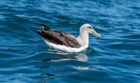 Salvin's albatross