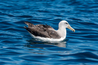 Salvin's albatross