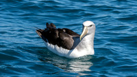 Salvin's albatross