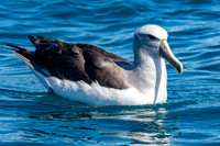 Salvin's albatross