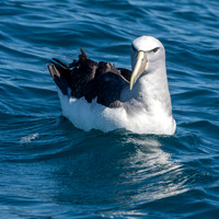 Salvin's albatross