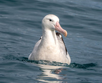 Wandering albatross