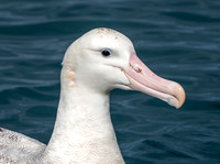 Wandering albatross