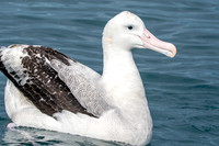 Wandering albatross