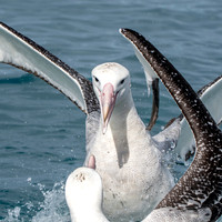 Wandering albatross