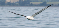 Wandering albatross