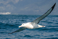 Wandering albatross