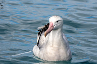 Wandering albatross