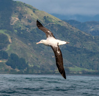 Wandering albatross