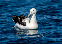 Wandering albatross