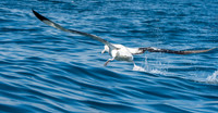 Wandering albatross