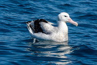 Wandering albatross