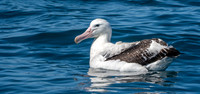 Wandering albatross