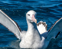 Wandering albatross