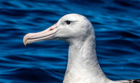 Wandering albatross