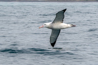 Wandering albatross