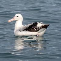 Wandering albatross