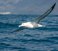 Albatross