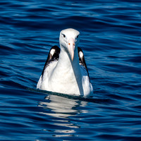 Wandering albatross