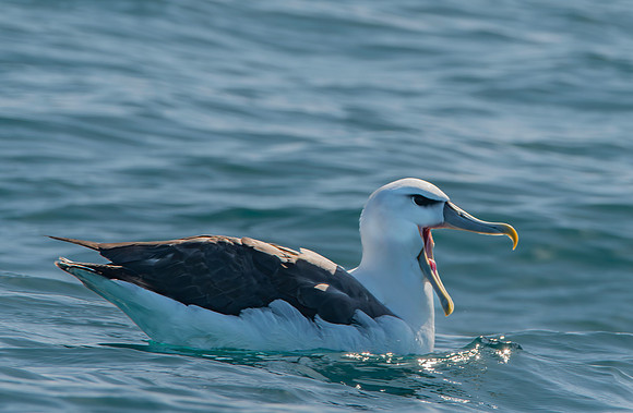 White capped albatross