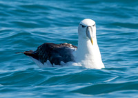 White capped albatross