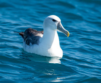 White capped albatross