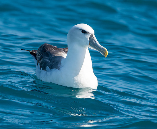 White capped albatross