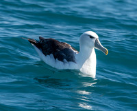 White capped albatross