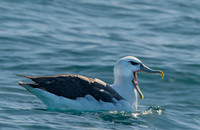 White capped albatross